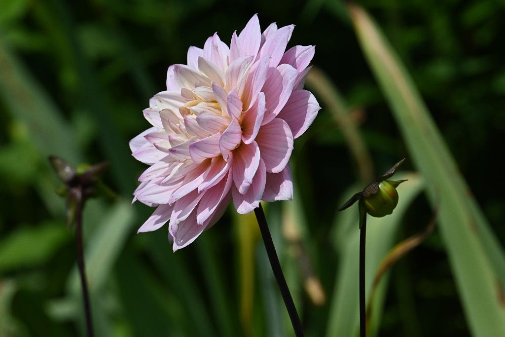 2025-06138980 Tower Hill Botanic Garden, MA.JPG - Dahlia. New England Botanic Garden at Tower Hill, MA, 6-13-2025